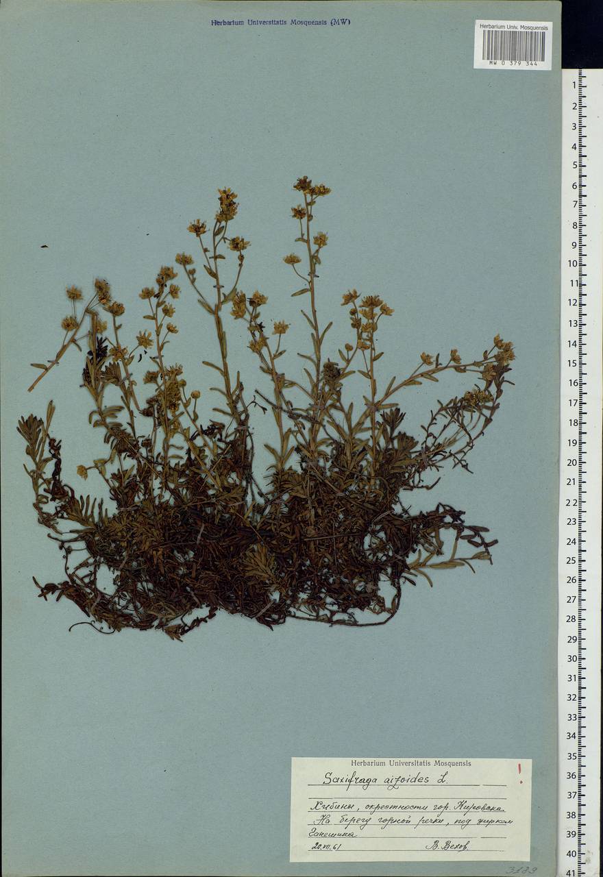 Saxifraga aizoides L., Eastern Europe, Northern region (E1) (Russia)