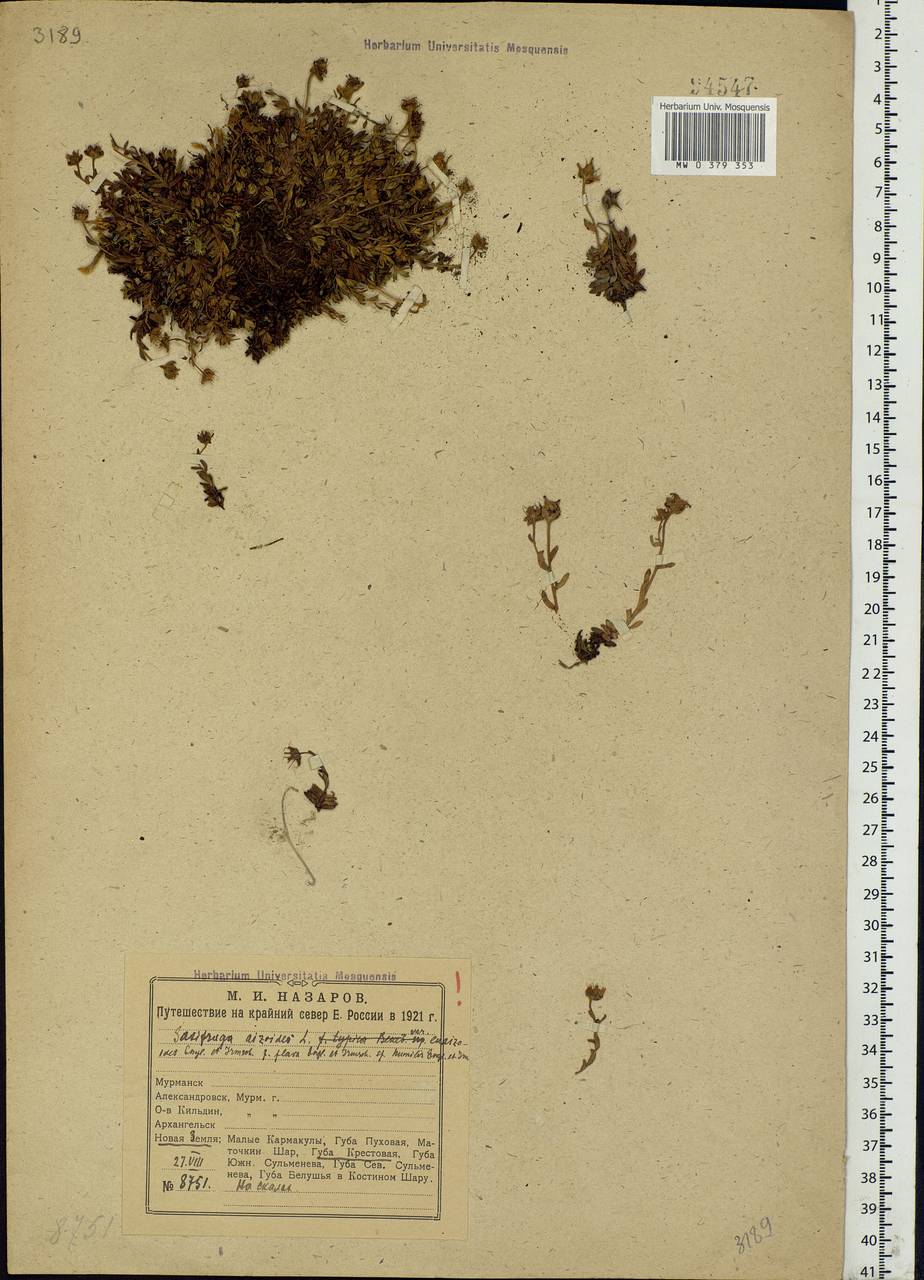 Saxifraga aizoides L., Eastern Europe, Northern region (E1) (Russia)
