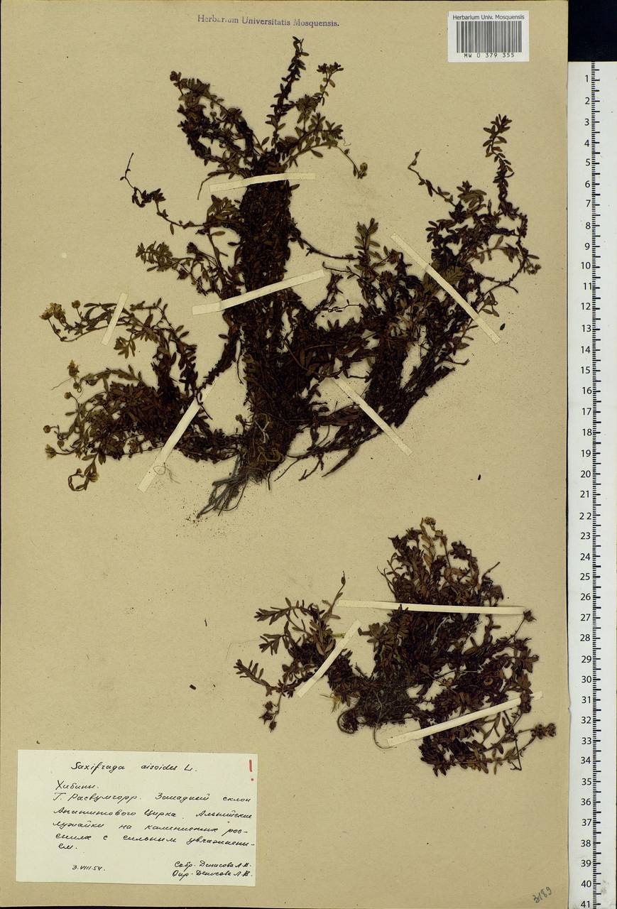 Saxifraga aizoides L., Eastern Europe, Northern region (E1) (Russia)