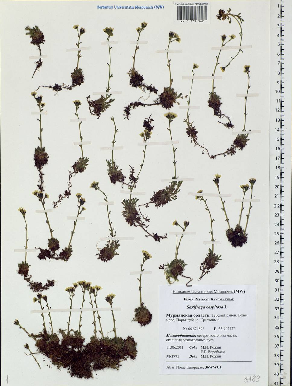 Saxifraga cespitosa L., Eastern Europe, Northern region (E1) (Russia)