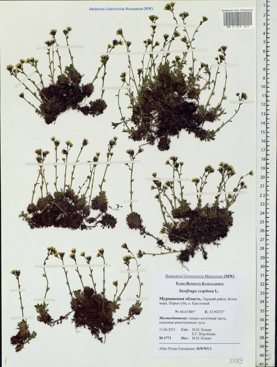 Saxifraga cespitosa L., Eastern Europe, Northern region (E1) (Russia)