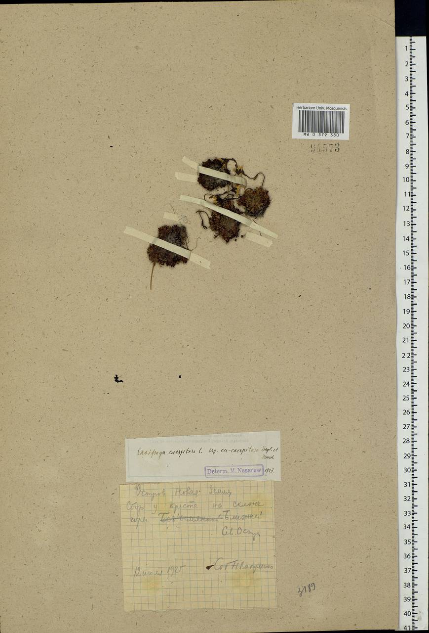Saxifraga cespitosa L., Eastern Europe, Northern region (E1) (Russia)