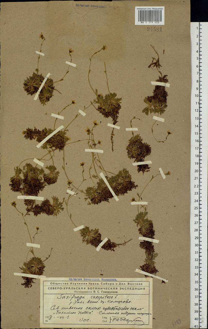 Saxifraga cespitosa L., Eastern Europe, Northern region (E1) (Russia)