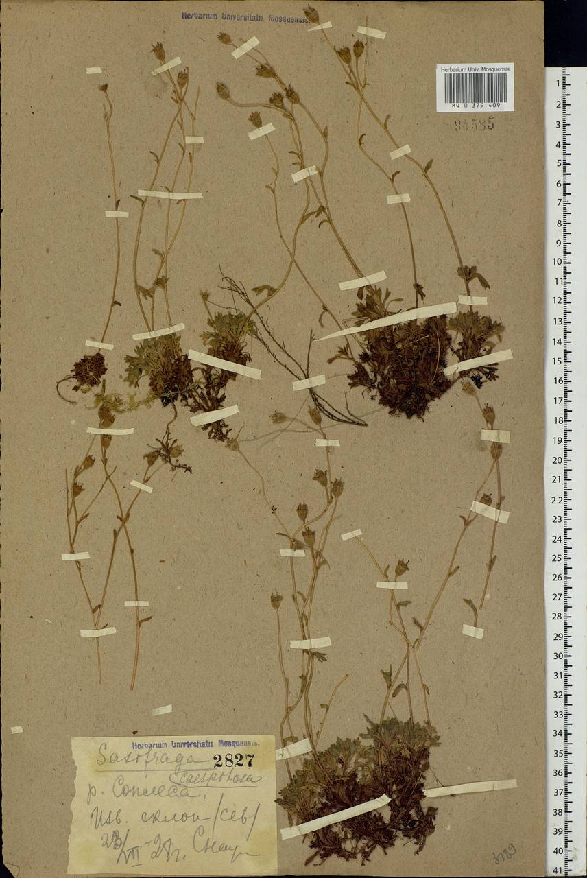Saxifraga cespitosa L., Eastern Europe, Northern region (E1) (Russia)