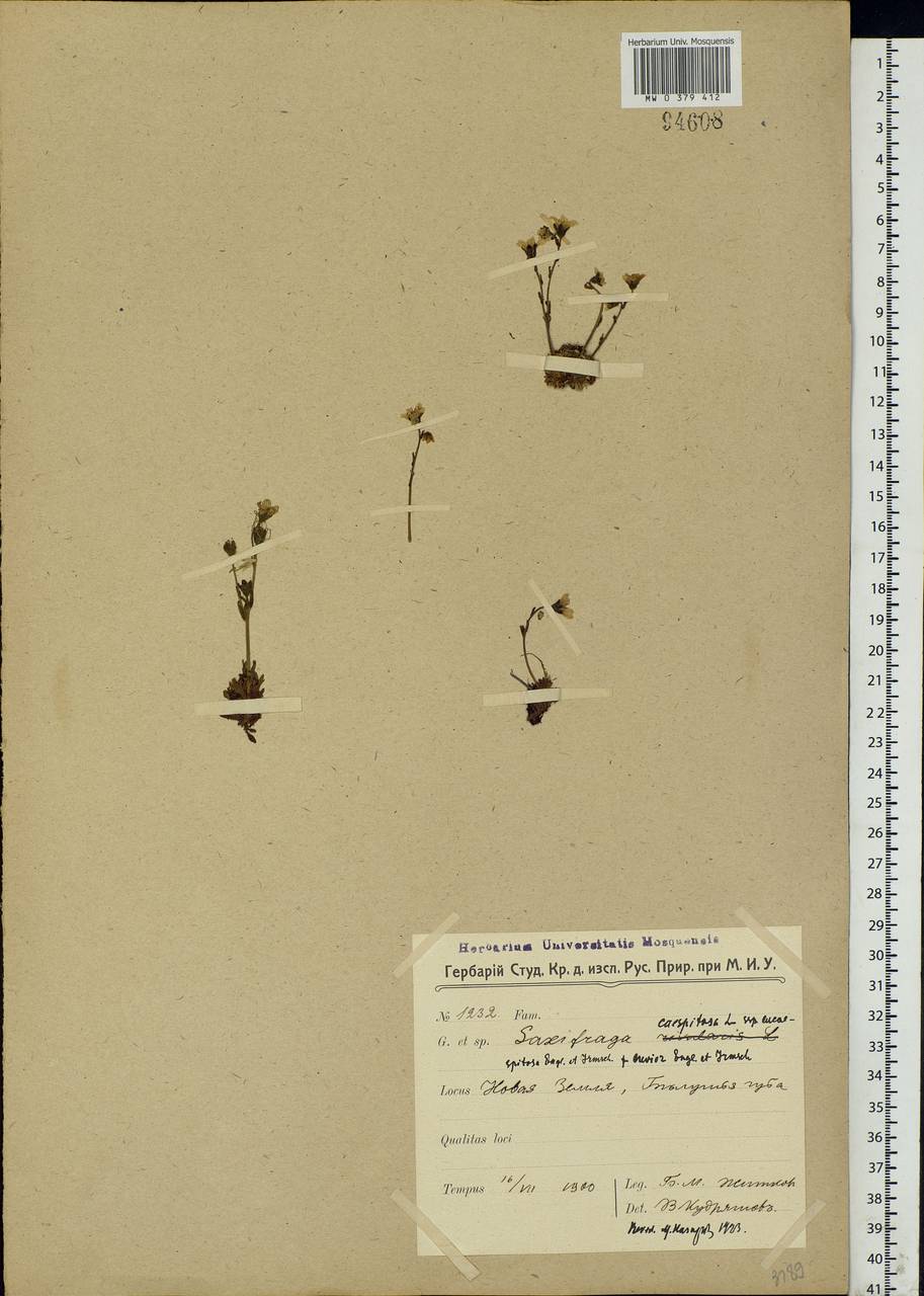 Saxifraga cespitosa L., Eastern Europe, Northern region (E1) (Russia)