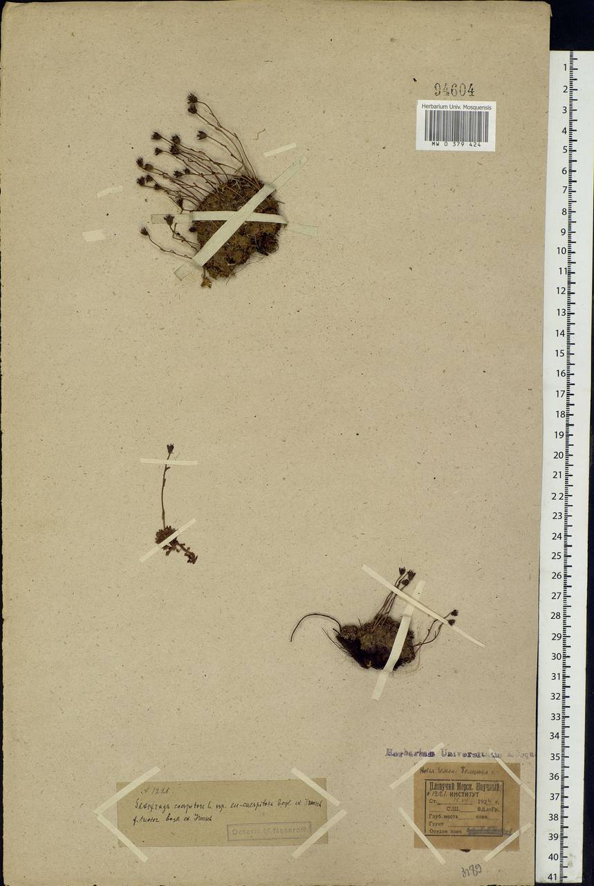 Saxifraga cespitosa L., Eastern Europe, Northern region (E1) (Russia)