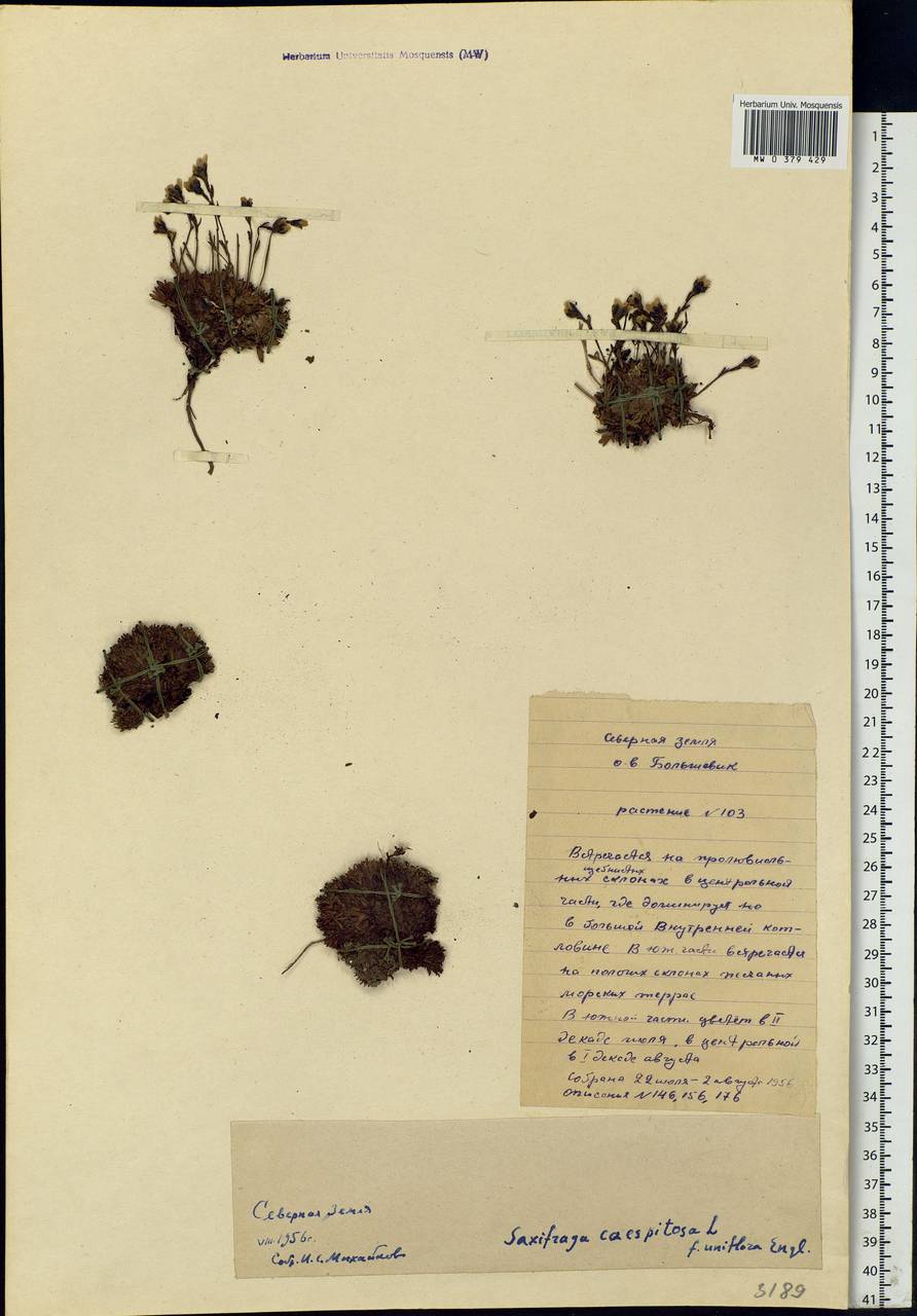 Saxifraga cespitosa L., Siberia, Central Siberia (S3) (Russia)