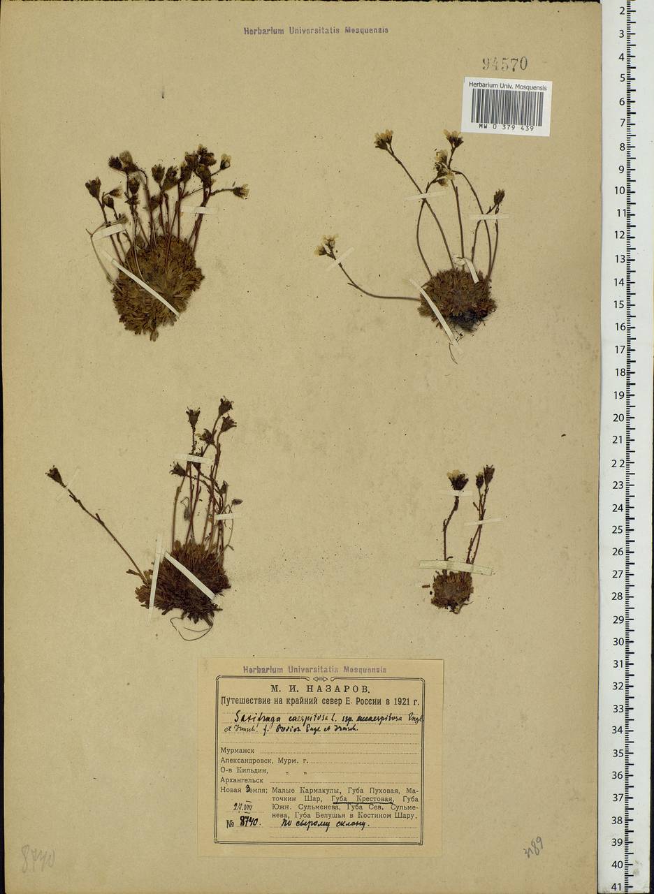 Saxifraga cespitosa L., Eastern Europe, Northern region (E1) (Russia)