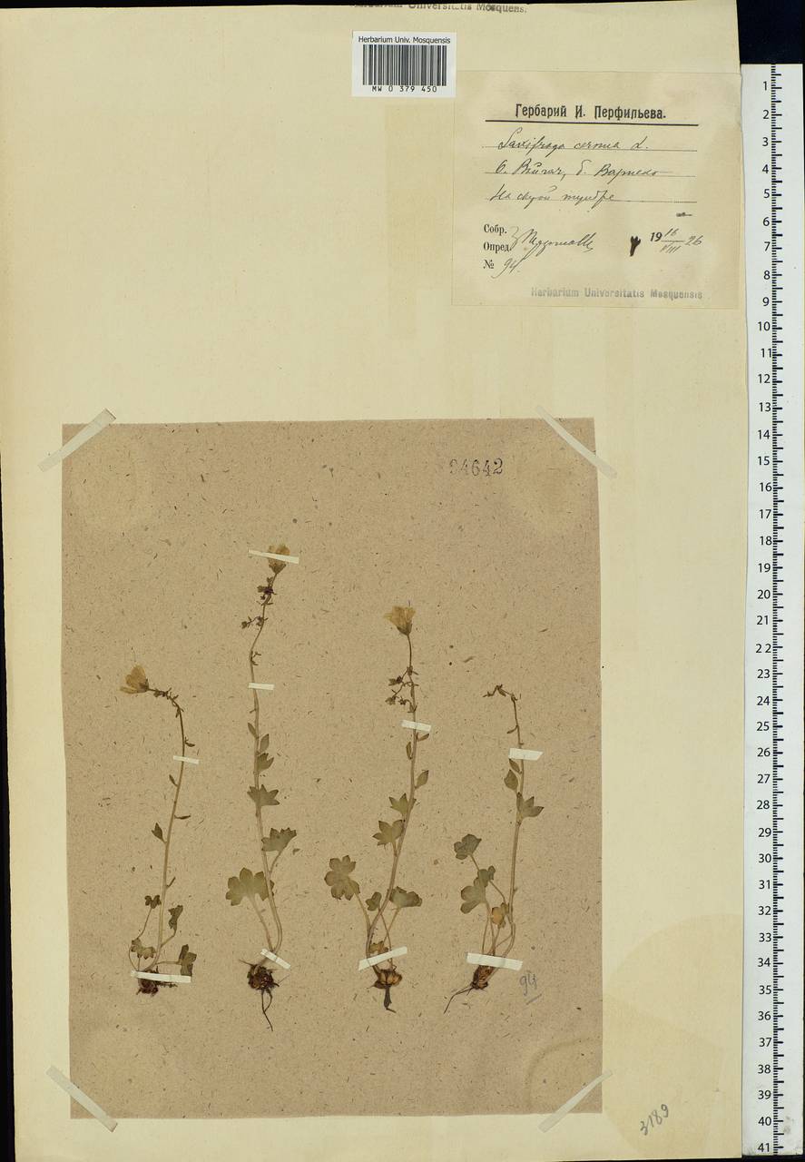 Saxifraga cernua L., Eastern Europe, Northern region (E1) (Russia)
