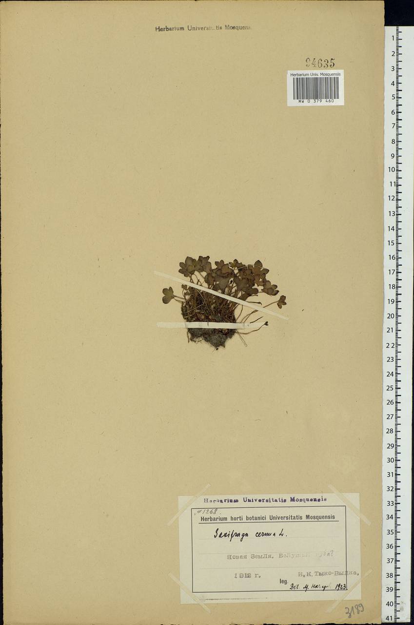 Saxifraga cernua L., Eastern Europe, Northern region (E1) (Russia)