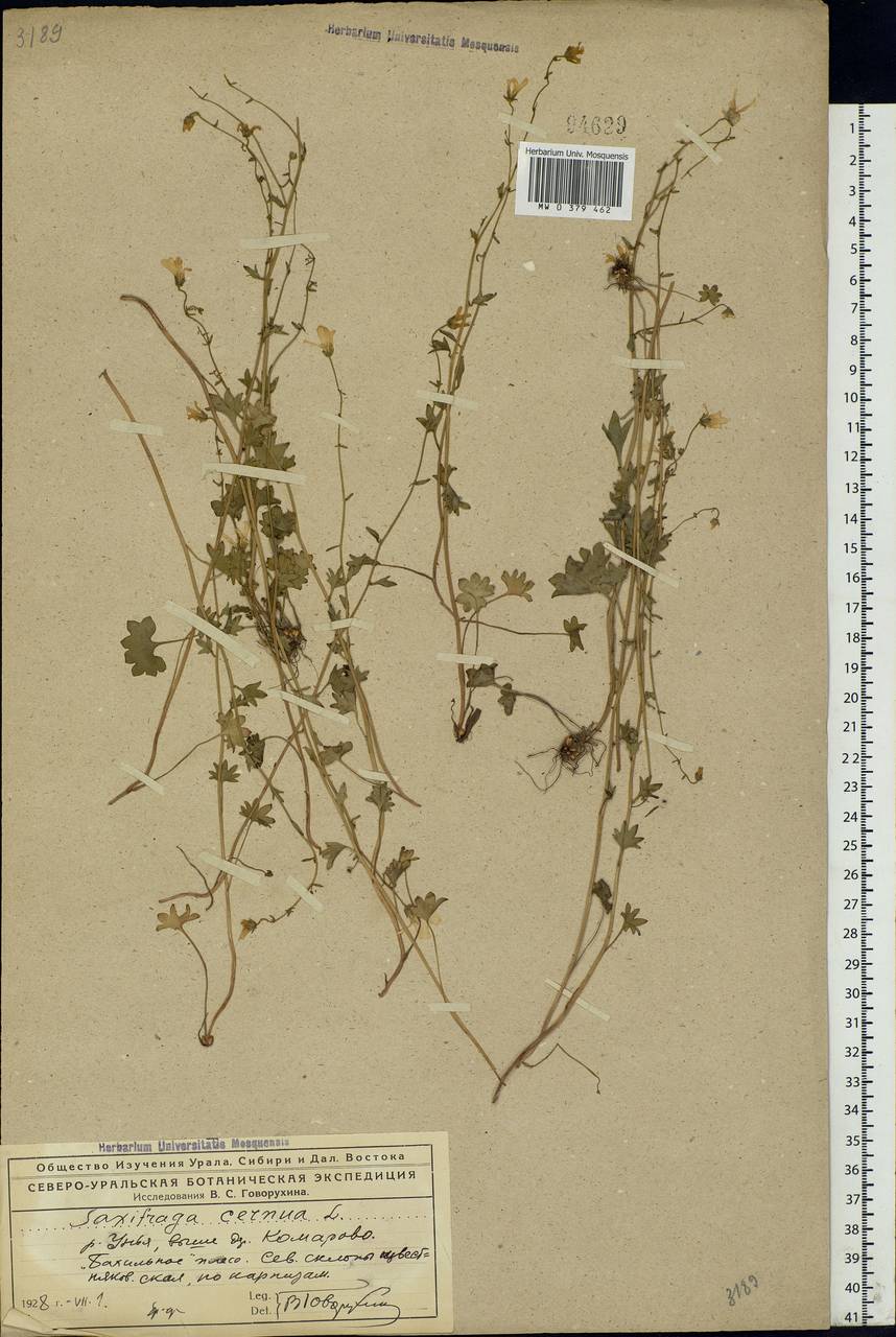 Saxifraga cernua L., Eastern Europe, Northern region (E1) (Russia)