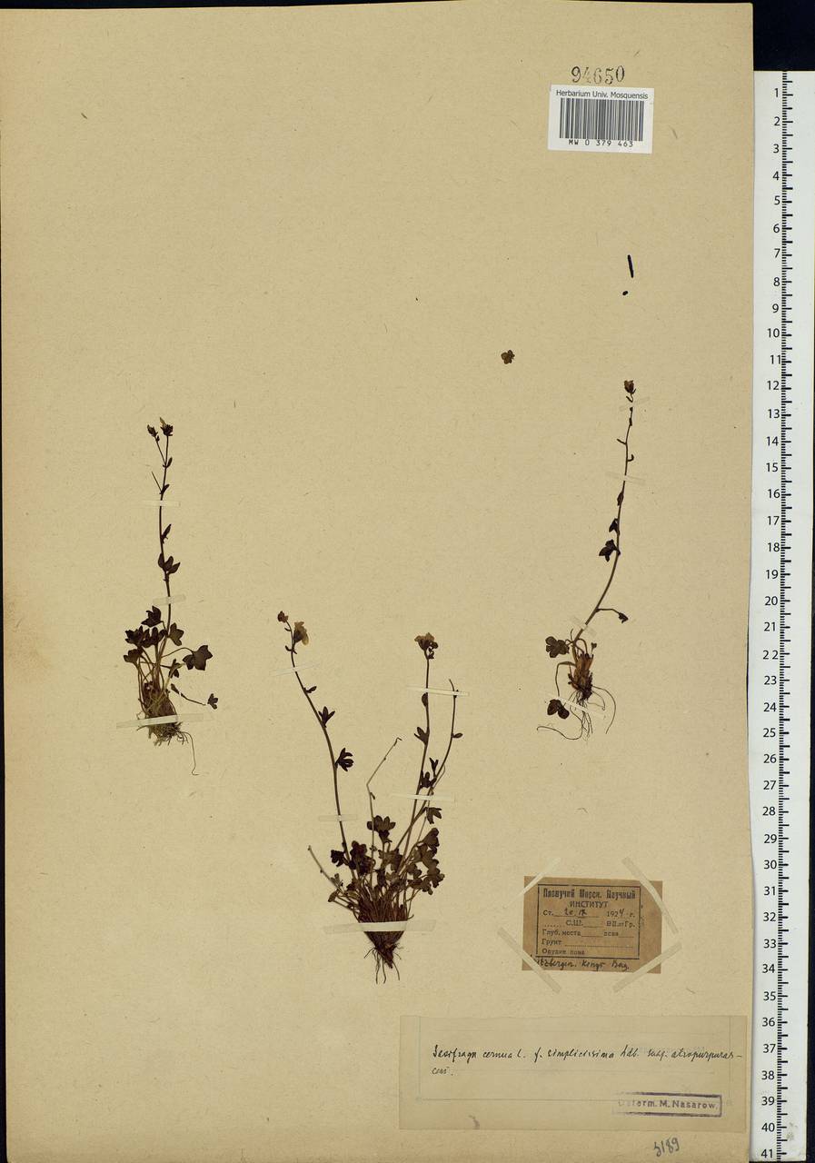 Saxifraga cernua L., Western Europe (EUR) (Svalbard and Jan Mayen)