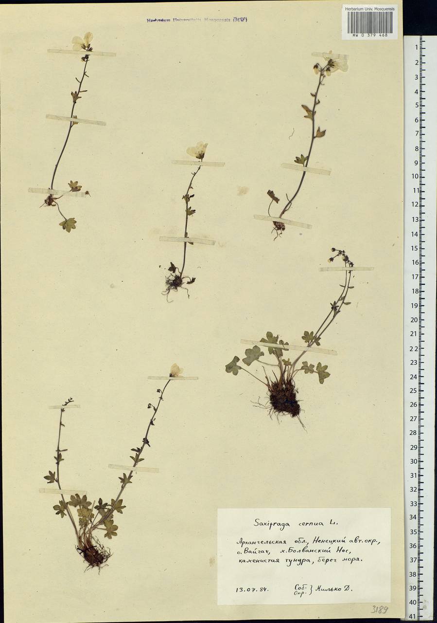 Saxifraga cernua L., Eastern Europe, Northern region (E1) (Russia)