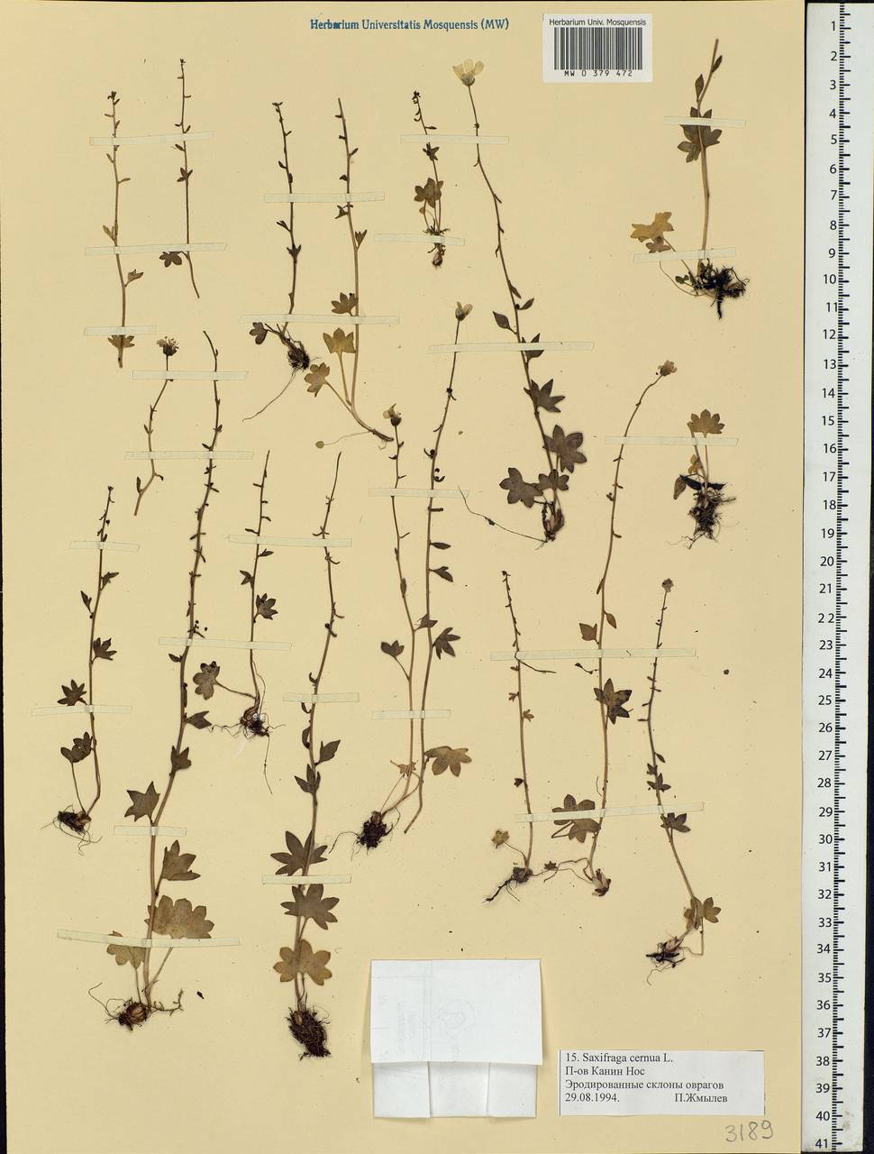 Saxifraga cernua L., Eastern Europe, Northern region (E1) (Russia)