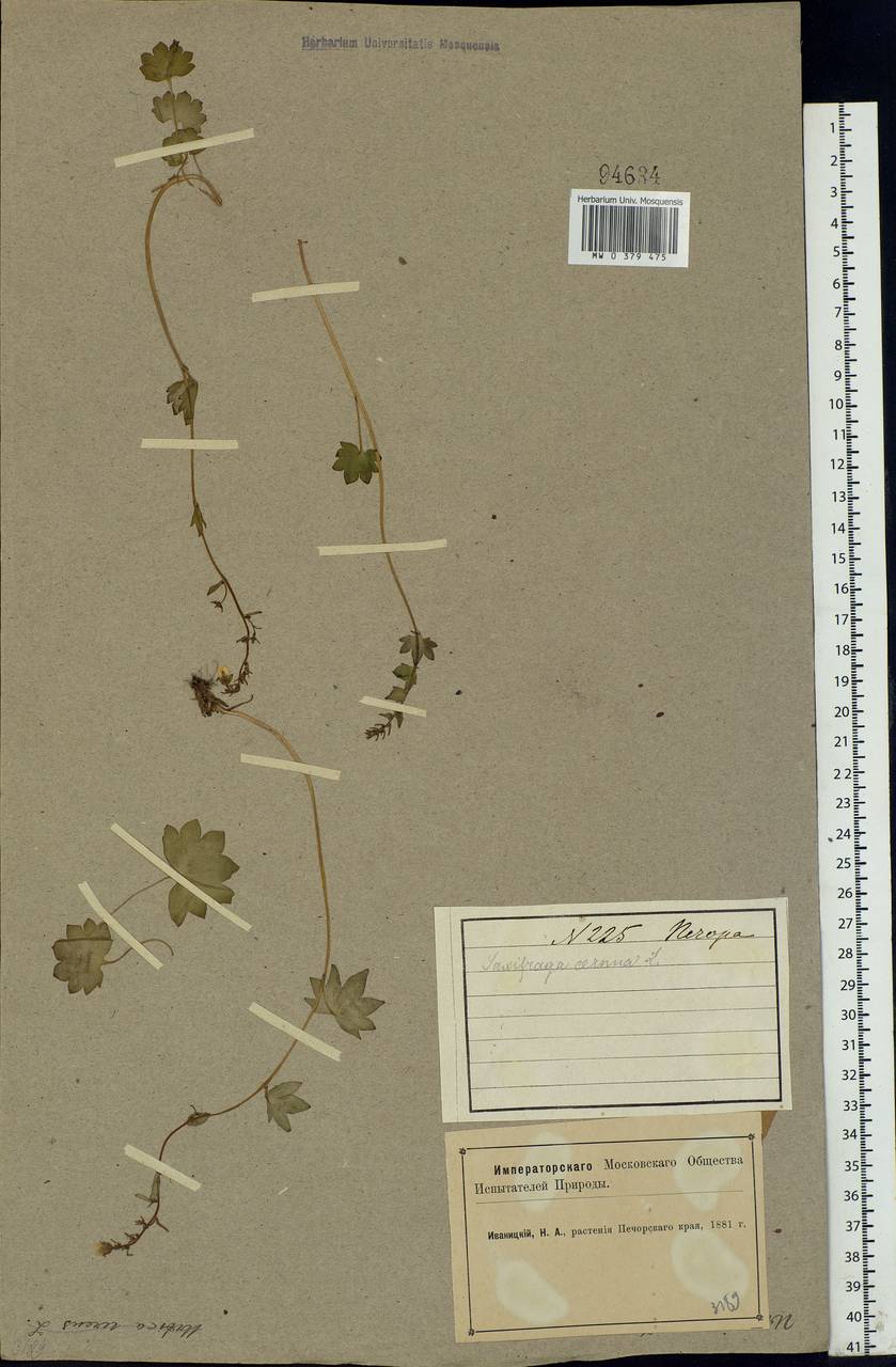 Saxifraga cernua L., Eastern Europe, Northern region (E1) (Russia)