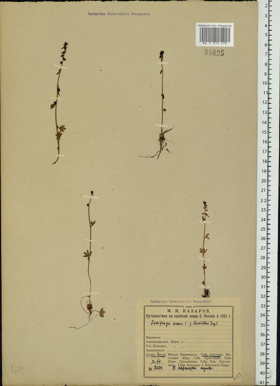 Saxifraga cernua L., Eastern Europe, Northern region (E1) (Russia)