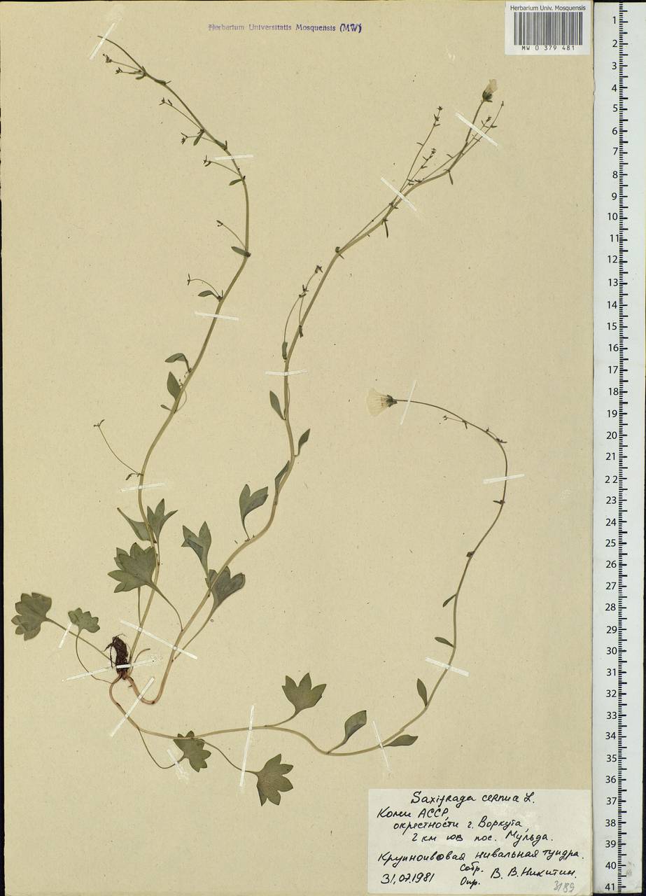 Saxifraga cernua L., Eastern Europe, Northern region (E1) (Russia)
