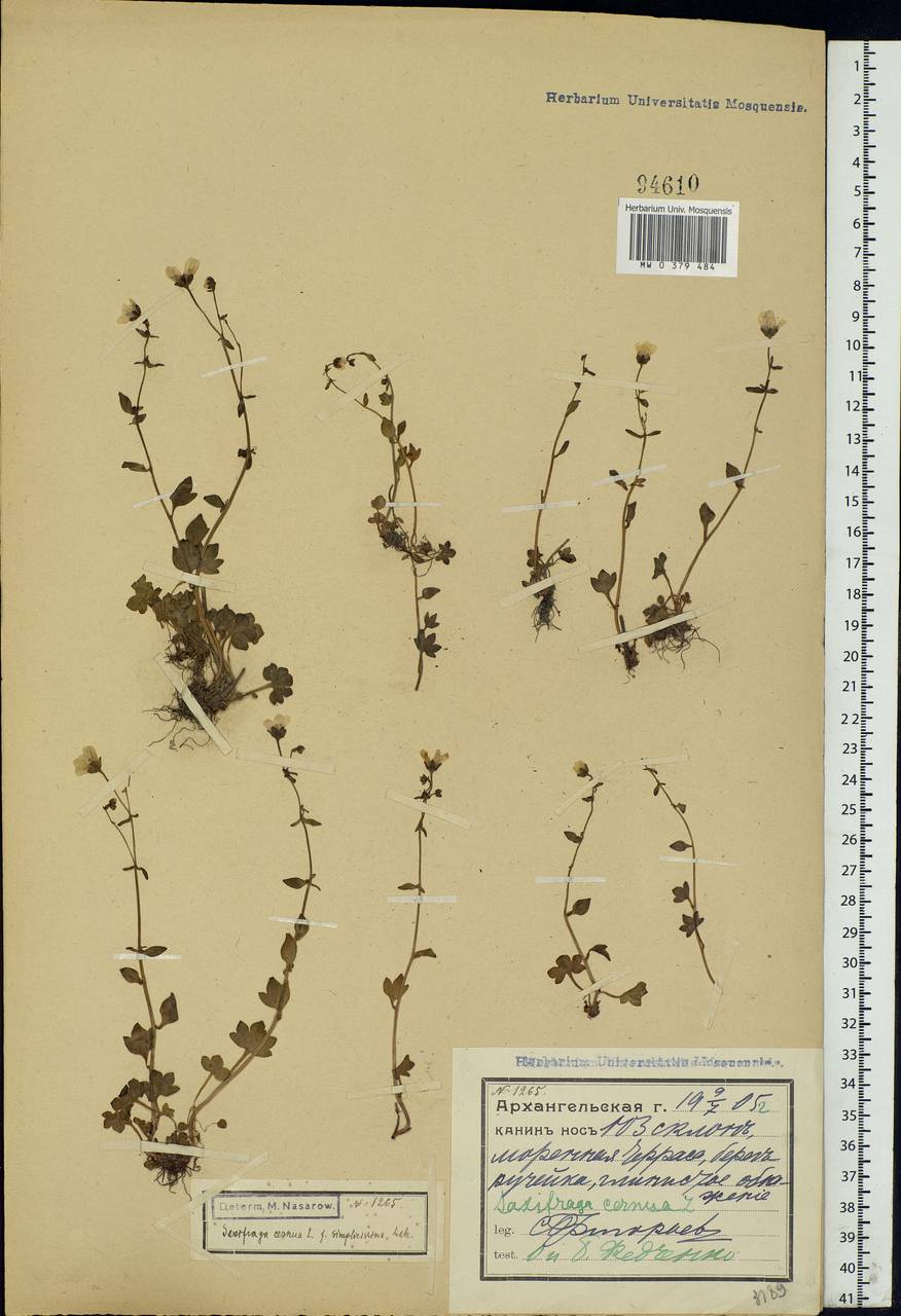 Saxifraga cernua L., Eastern Europe, Northern region (E1) (Russia)