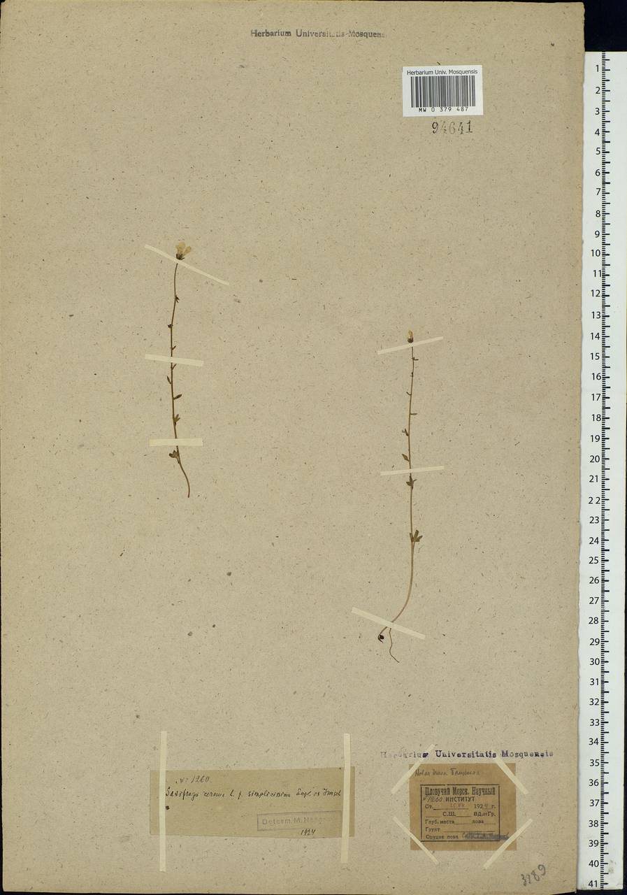Saxifraga cernua L., Eastern Europe, Northern region (E1) (Russia)