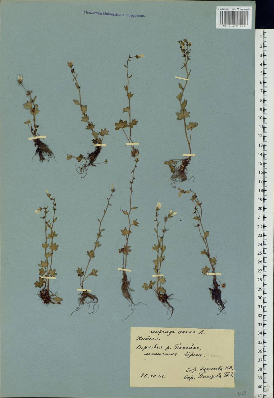 Saxifraga cernua L., Eastern Europe, Northern region (E1) (Russia)