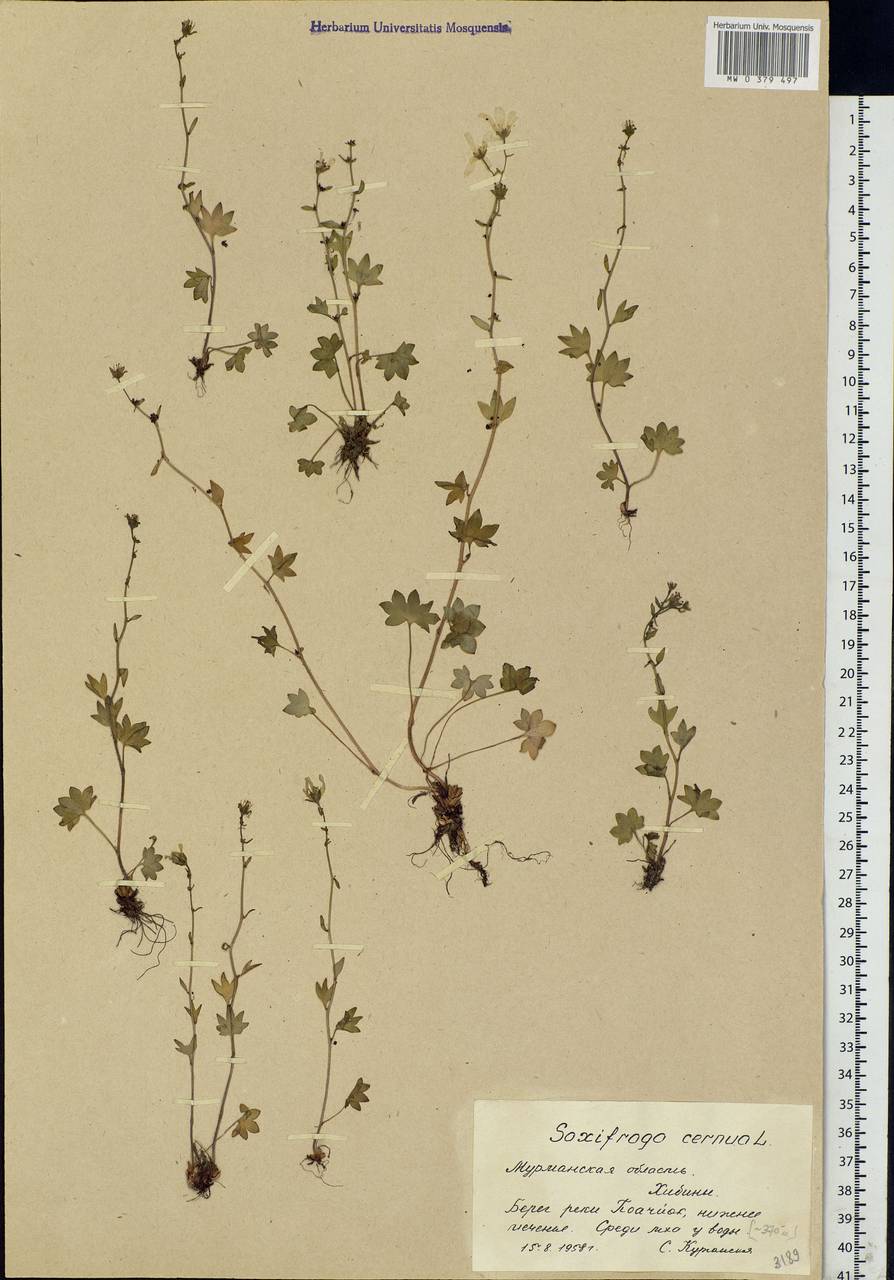 Saxifraga cernua L., Eastern Europe, Northern region (E1) (Russia)