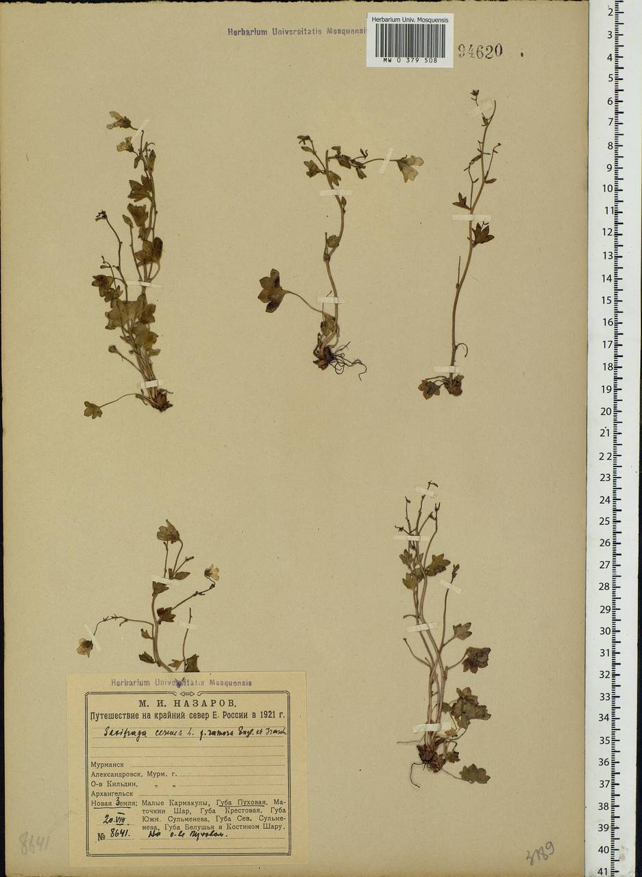 Saxifraga cernua L., Eastern Europe, Northern region (E1) (Russia)