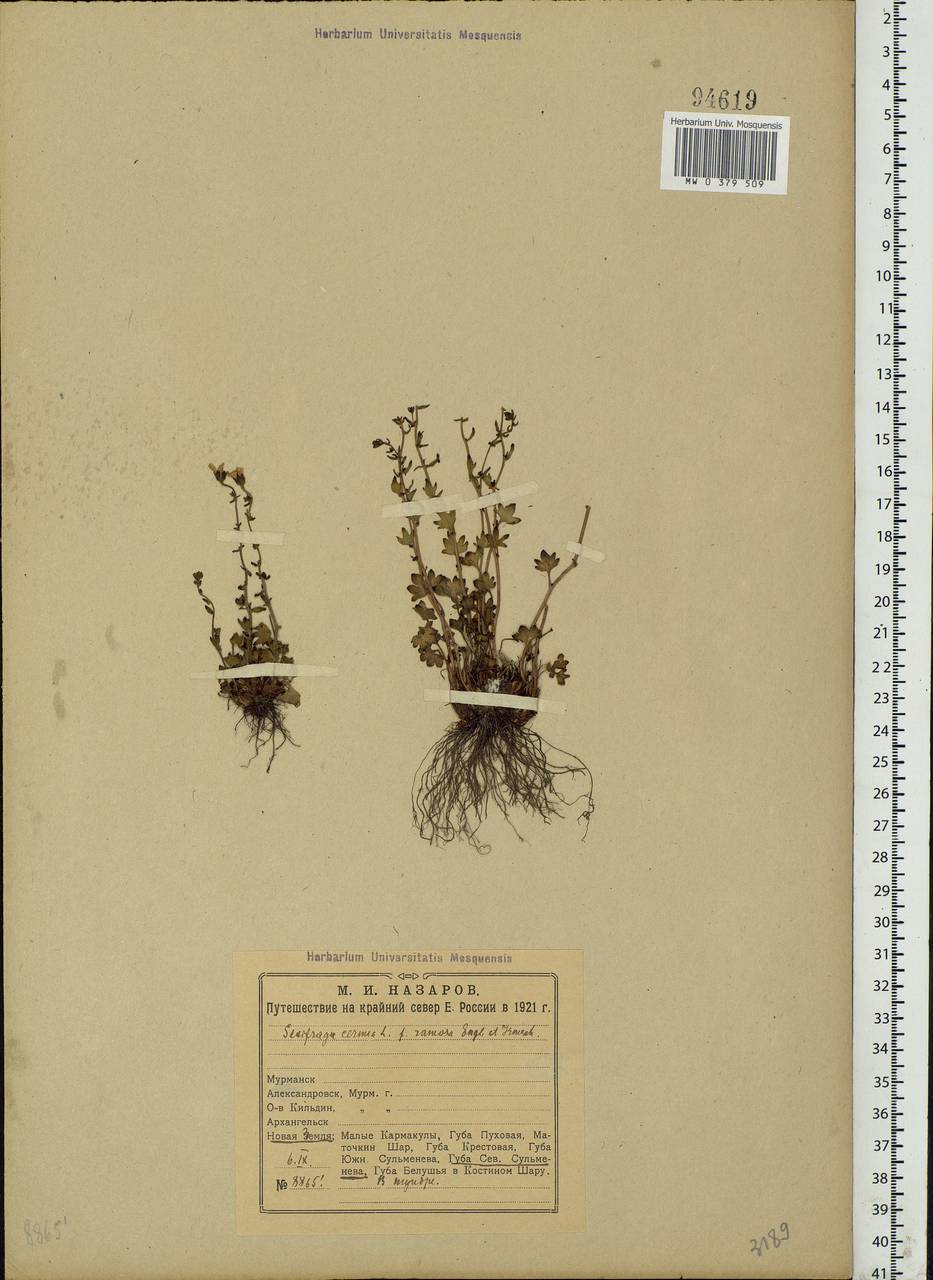 Saxifraga cernua L., Eastern Europe, Northern region (E1) (Russia)