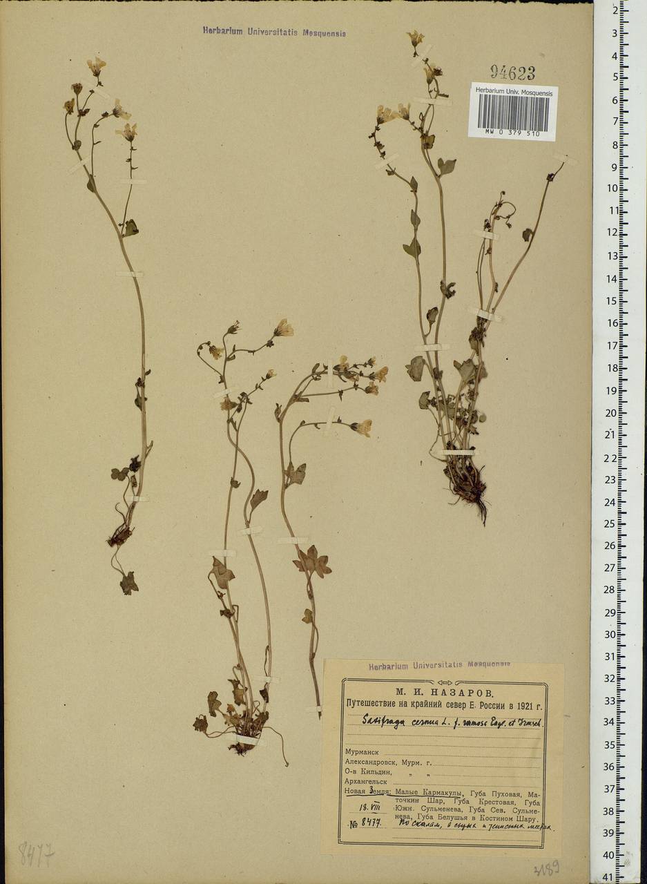 Saxifraga cernua L., Eastern Europe, Northern region (E1) (Russia)