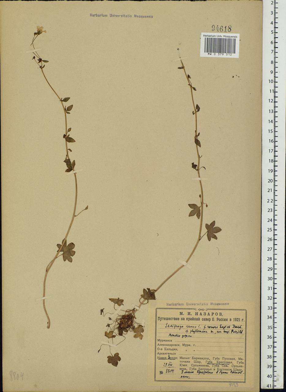 Saxifraga cernua L., Eastern Europe, Northern region (E1) (Russia)