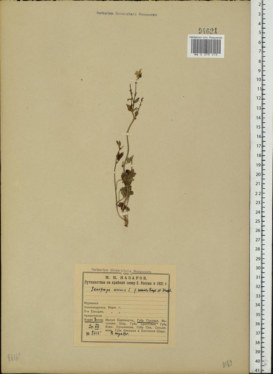 Saxifraga cernua L., Eastern Europe, Northern region (E1) (Russia)
