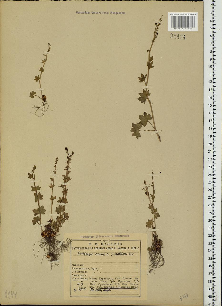 Saxifraga cernua L., Eastern Europe, Northern region (E1) (Russia)