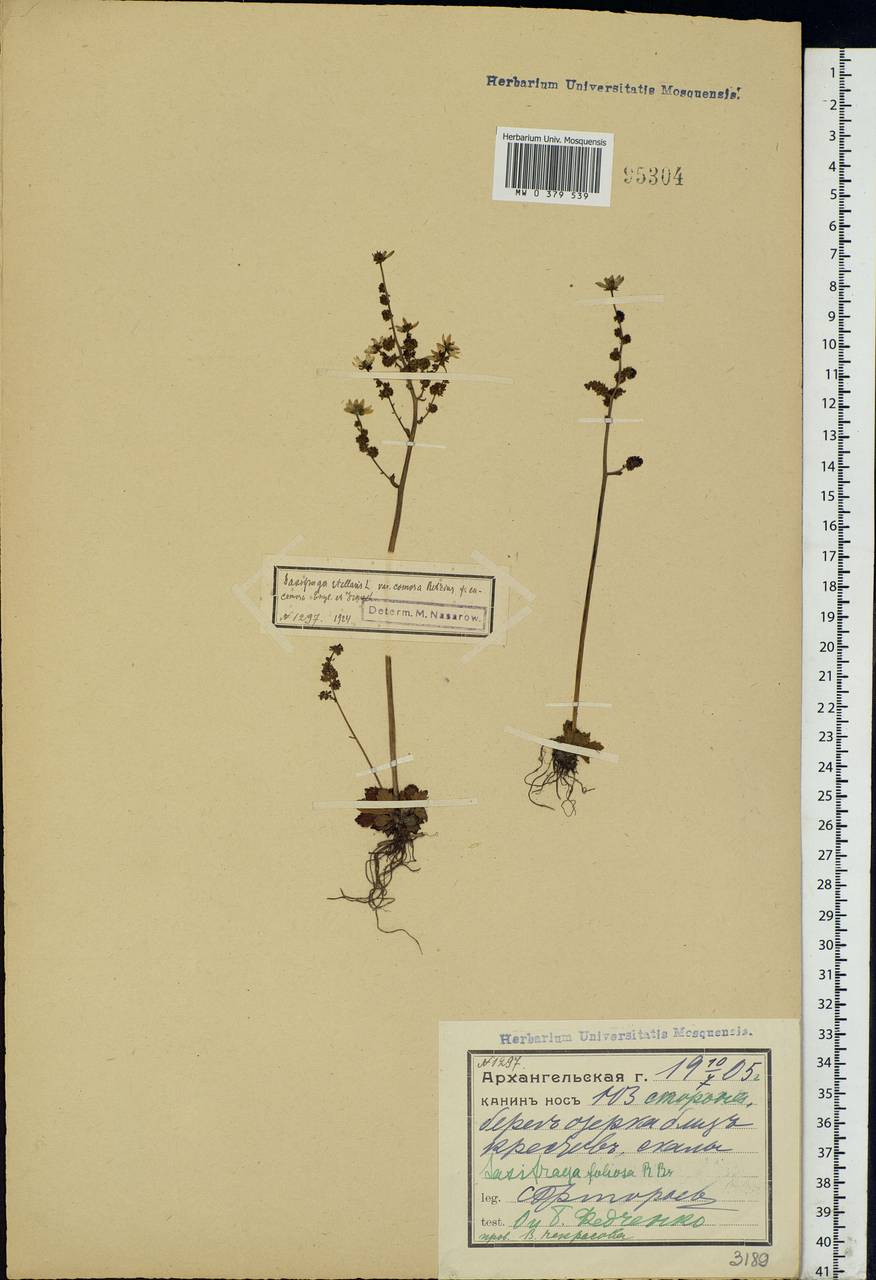 Micranthes foliolosa (R.Br.) Gornall, Eastern Europe, Northern region (E1) (Russia)