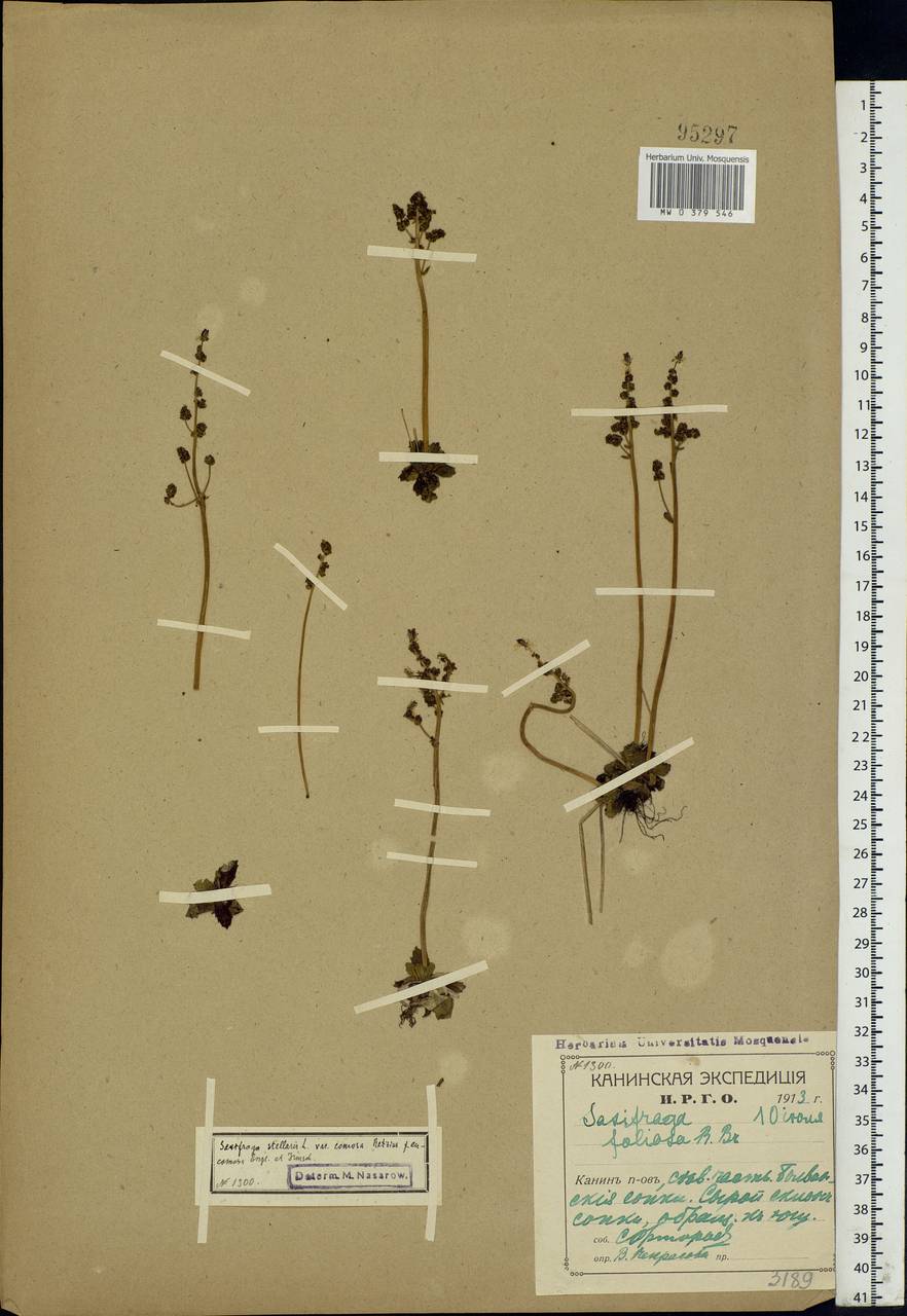 Micranthes foliolosa (R.Br.) Gornall, Eastern Europe, Northern region (E1) (Russia)