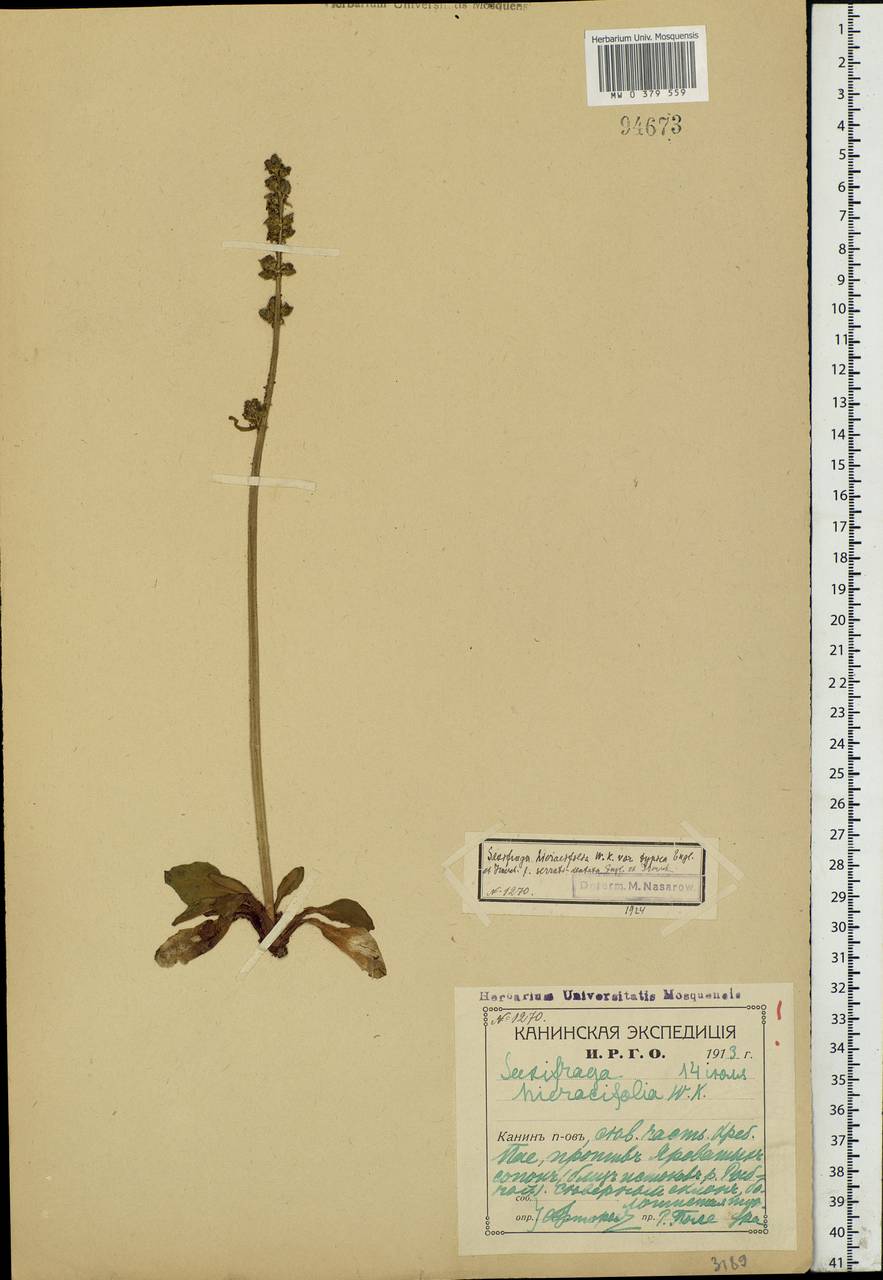 Micranthes hieraciifolia (Waldst. & Kit.) Haw., Eastern Europe, Northern region (E1) (Russia)