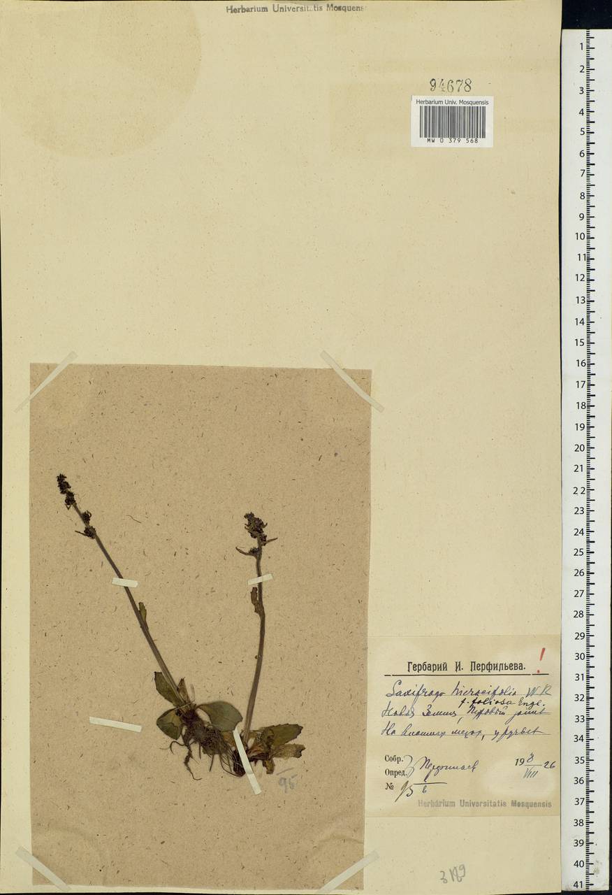 Micranthes hieraciifolia (Waldst. & Kit.) Haw., Eastern Europe, Northern region (E1) (Russia)