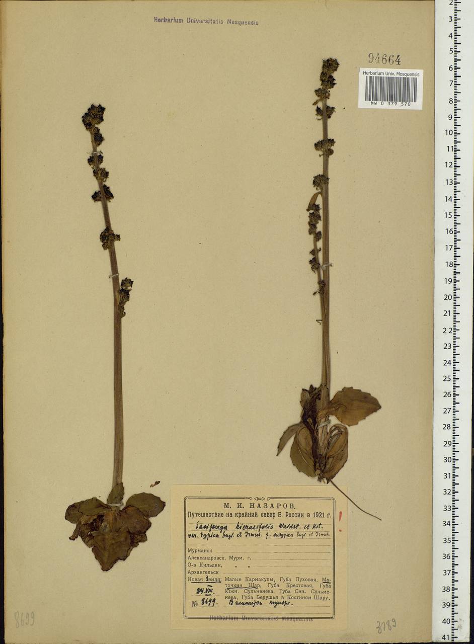 Micranthes hieraciifolia (Waldst. & Kit.) Haw., Eastern Europe, Northern region (E1) (Russia)