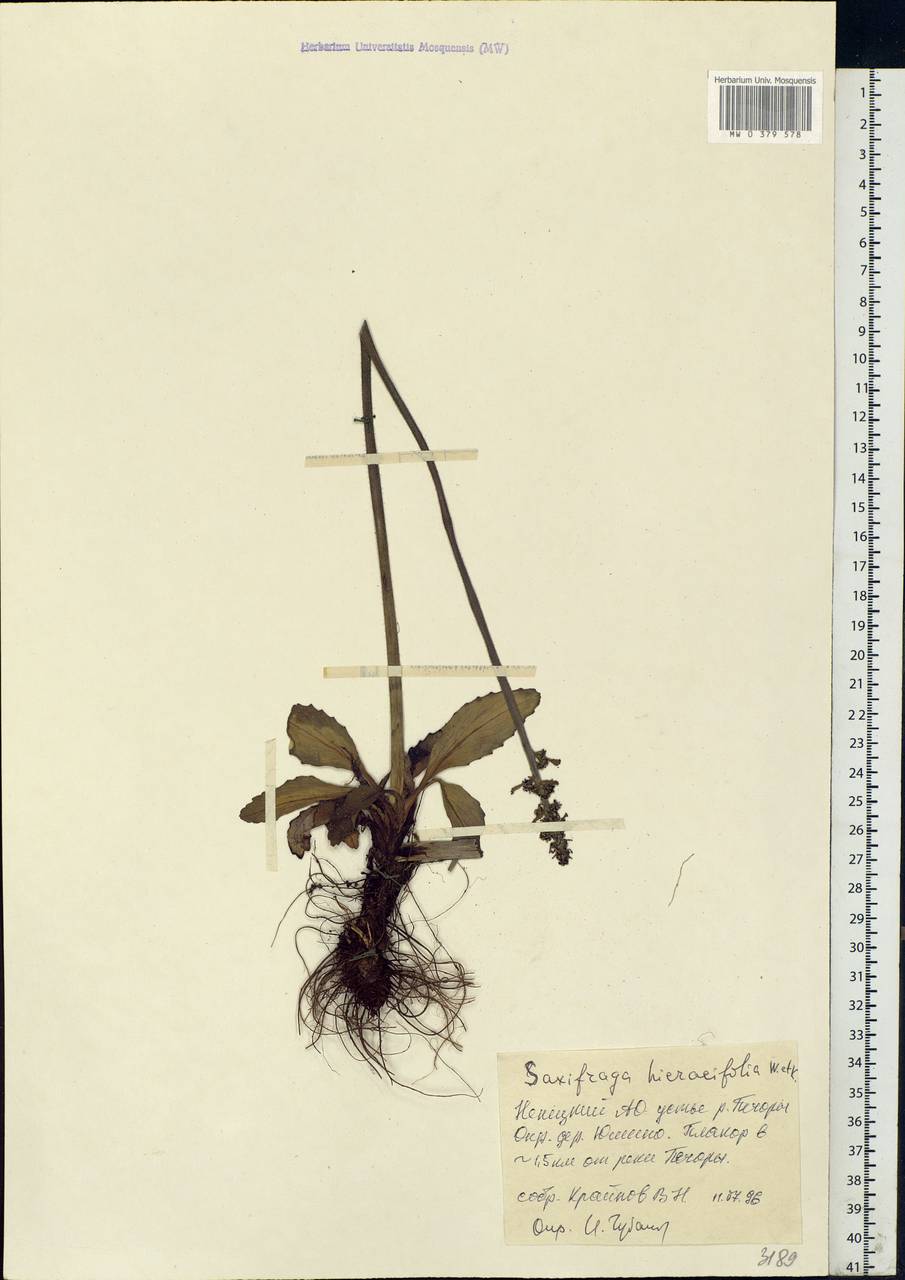 Micranthes hieraciifolia (Waldst. & Kit.) Haw., Eastern Europe, Northern region (E1) (Russia)