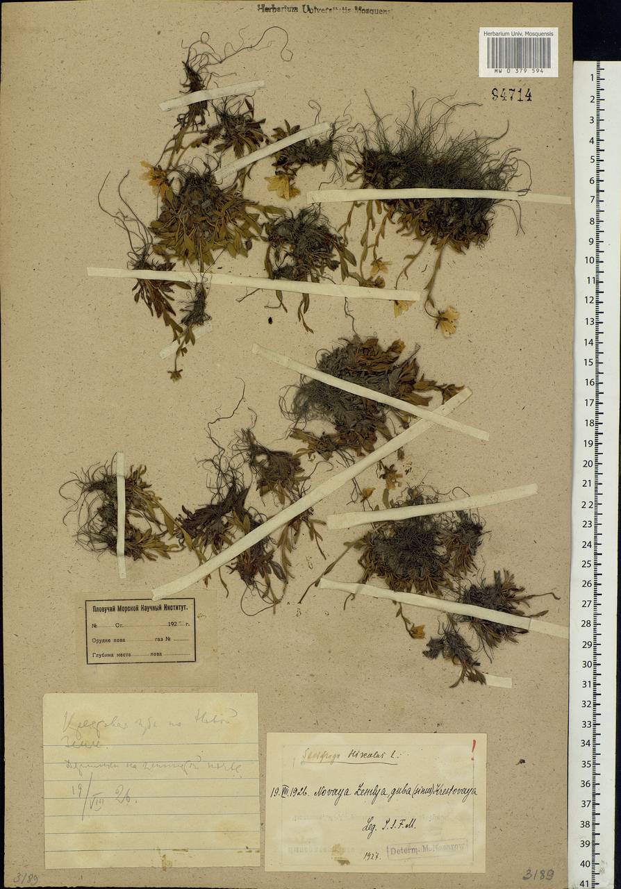 Saxifraga hirculus L., Eastern Europe, Northern region (E1) (Russia)