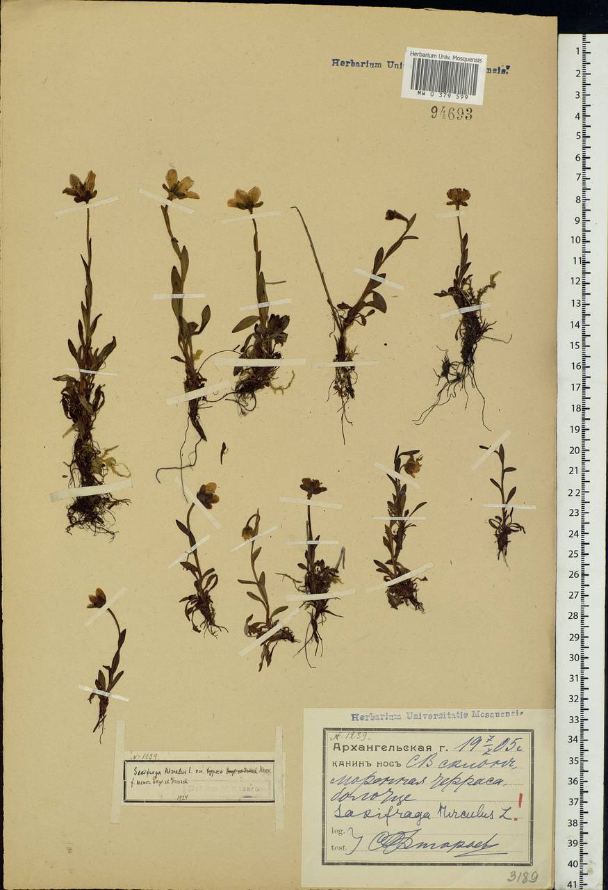 Saxifraga hirculus L., Eastern Europe, Northern region (E1) (Russia)