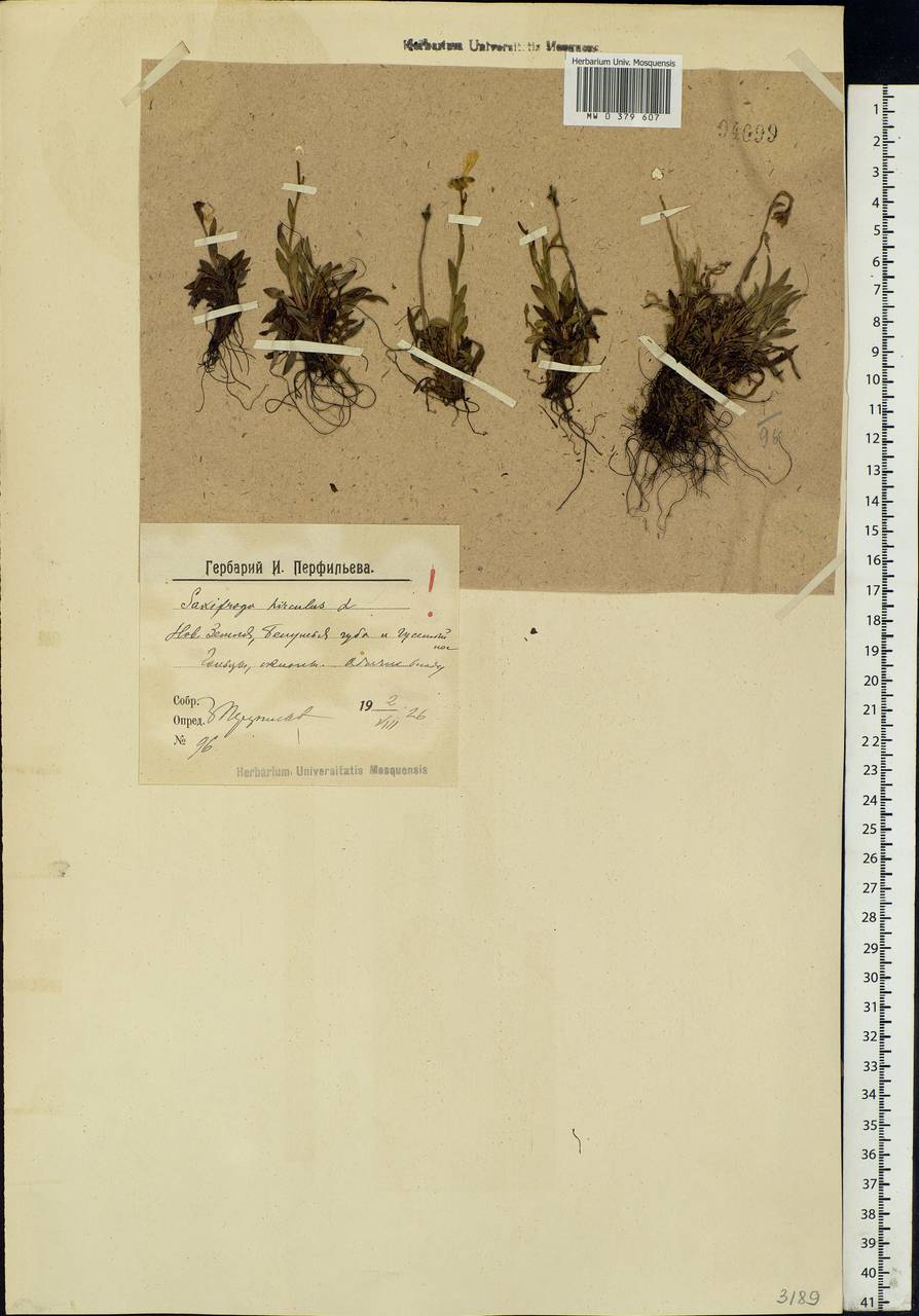 Saxifraga hirculus L., Eastern Europe, Northern region (E1) (Russia)
