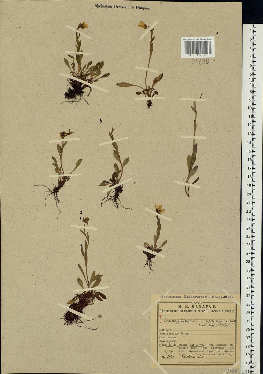 Saxifraga hirculus L., Eastern Europe, Northern region (E1) (Russia)