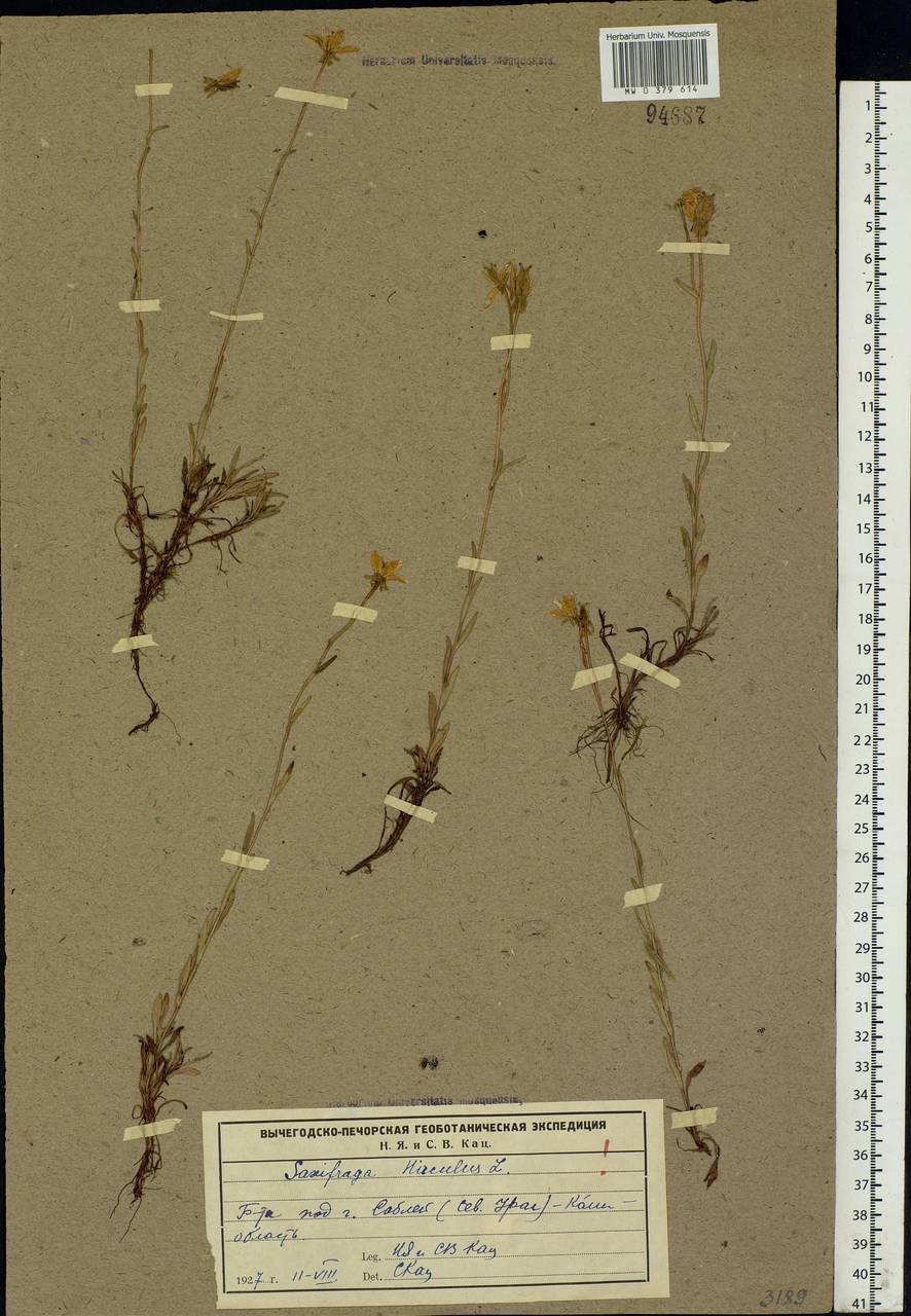 Saxifraga hirculus L., Eastern Europe, Northern region (E1) (Russia)