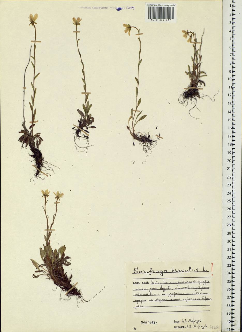 Saxifraga hirculus L., Eastern Europe, Northern region (E1) (Russia)