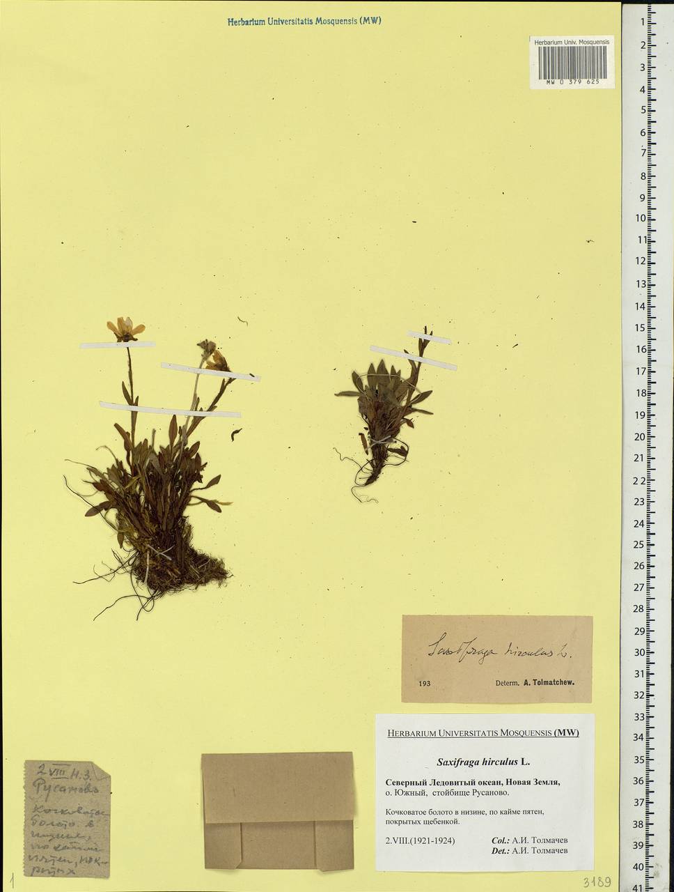 Saxifraga hirculus L., Eastern Europe, Northern region (E1) (Russia)