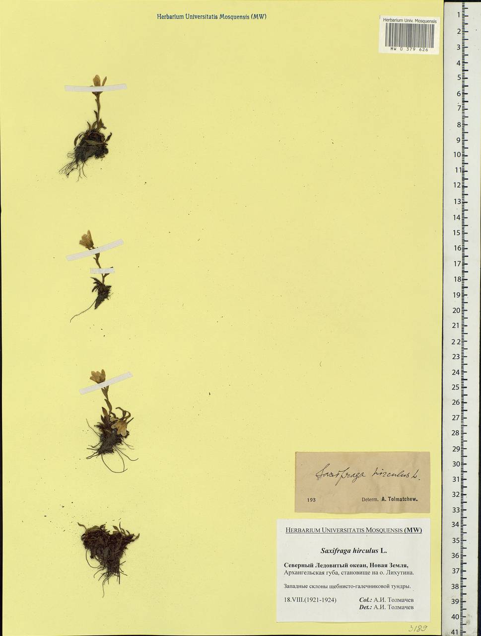 Saxifraga hirculus L., Eastern Europe, Northern region (E1) (Russia)