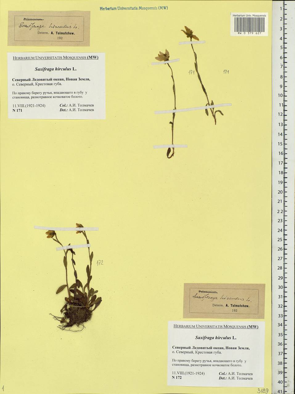 Saxifraga hirculus, Eastern Europe, Northern region (E1) (Russia)