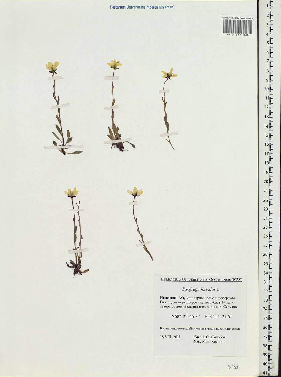 Saxifraga hirculus L., Eastern Europe, Northern region (E1) (Russia)