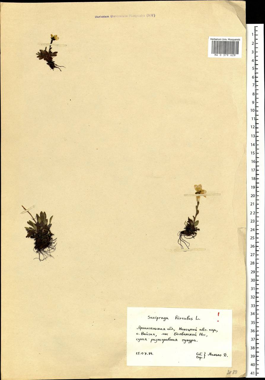 Saxifraga hirculus L., Eastern Europe, Northern region (E1) (Russia)