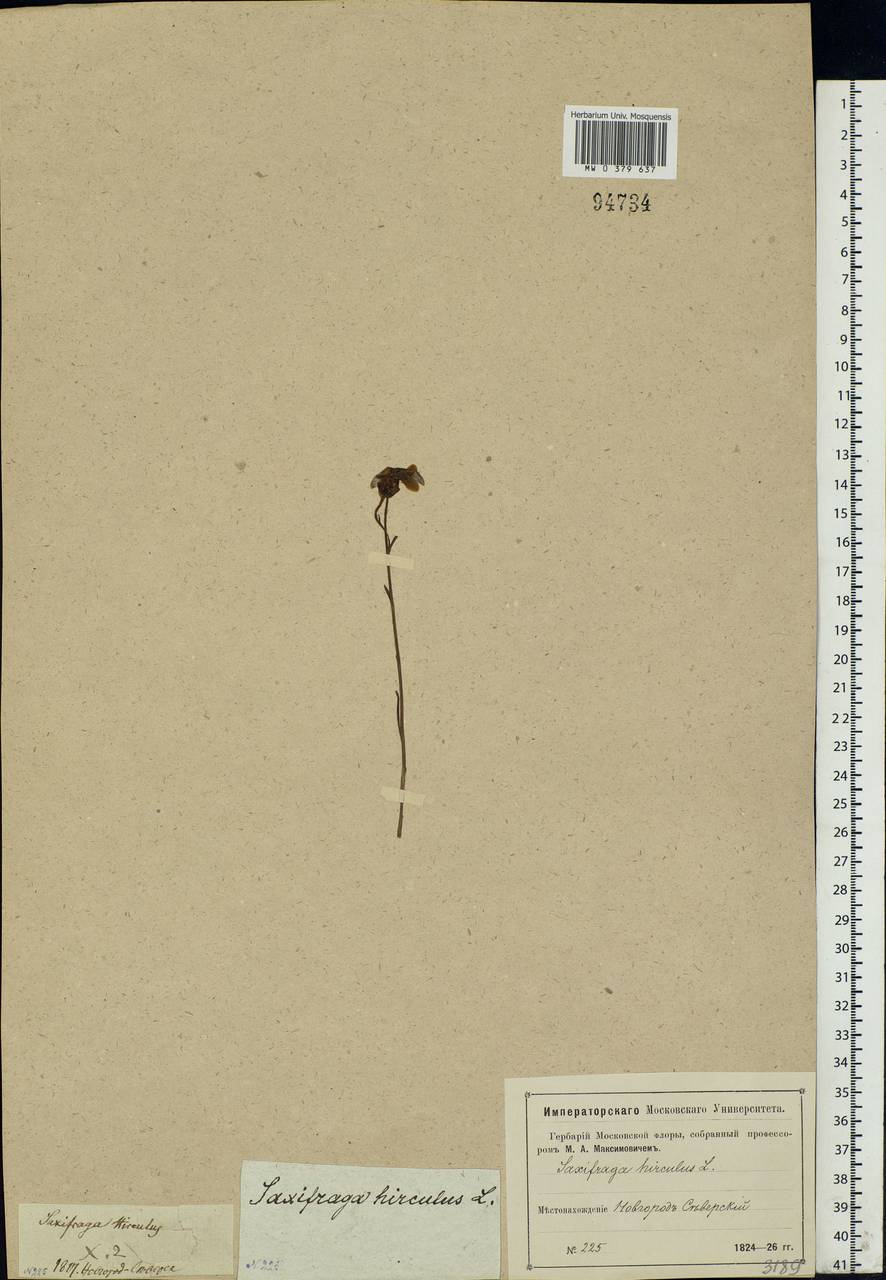 Saxifraga hirculus L., Eastern Europe, North Ukrainian region (E11) (Ukraine)