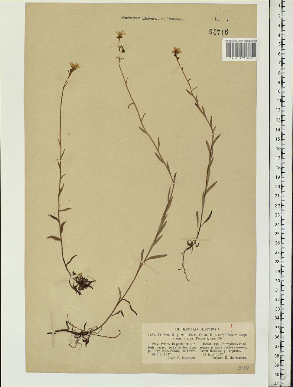 Saxifraga hirculus L., Eastern Europe, North-Western region (E2) (Russia)